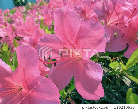 使用 iPhone 人像模式拍攝的可愛粉紅杜鵑花 126210636