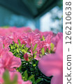 Cute pink azalea flowers taken in iPhone portrait mode 126210638