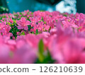 Cute pink azalea flowers taken in iPhone portrait mode 126210639