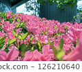 Cute pink azalea flowers taken in iPhone portrait mode 126210640