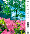 Cute pink azalea flowers taken in iPhone portrait mode 126210641