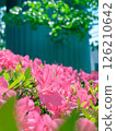 Cute pink azalea flowers taken in iPhone portrait mode 126210642