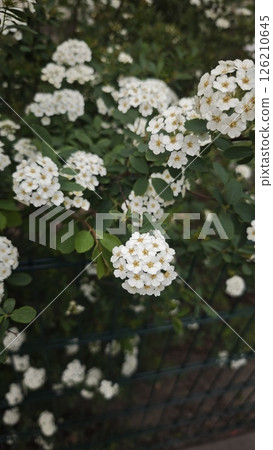 White blooming spirea flowers on a green bush White blooming spirea flowers on a green bush 126210645