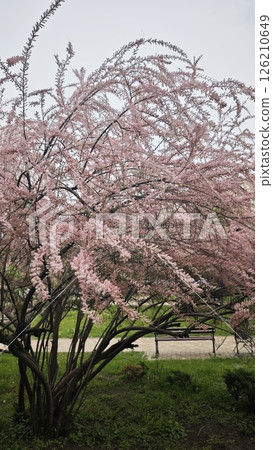 Pink blooming tree with delicate feathery flowers Pink blooming tree with delicate feathery flowers 126210649