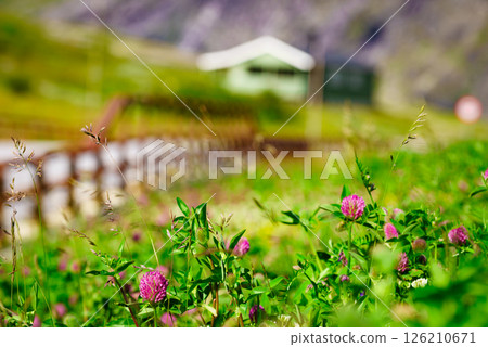 Meadow with pink flowers. Spring or summer time. Meadow with pink flowers. Spring or summer time. 126210671