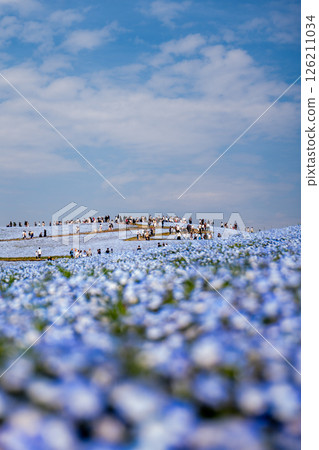 日立海濱公園盛開的粉蝶花 日立海濱公園盛開的粉蝶花 126211034