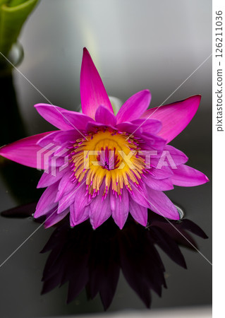 浮在水面上的睡蓮花 126211036