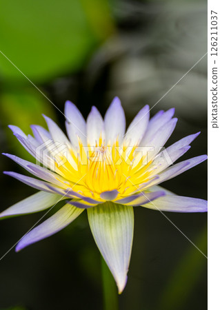 白睡蓮 白睡蓮 126211037