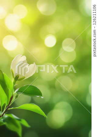 closeup white flower green leaves bokeh 126211106
