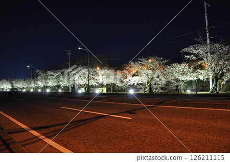 夜晚的櫻花街 126211115