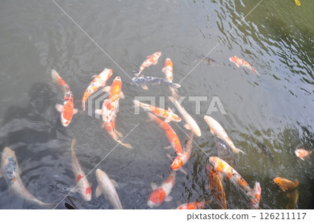 Nishikigoi在池塘里游泳 126211117