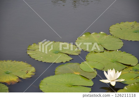 漂浮在水的蓮花 126211118