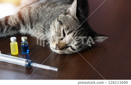 The concept of vaccination for cats to prevent infectious diseases in cats The concept of vaccination for cats to prevent infectious diseases in cats 126211690