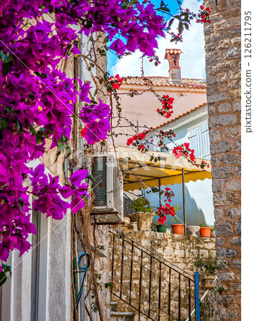 Blooming Climbing Plants in the Old Town of Bar, Montenegro Blooming Climbing Plants in the Old Town of Bar, Montenegro 126211795