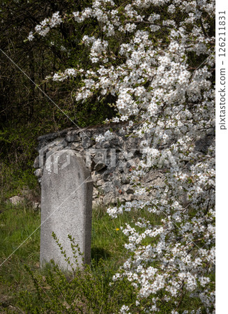 Jewish tombstone and blooming tree, Slovakia Jewish tombstone and blooming tree, Slovakia 126211831