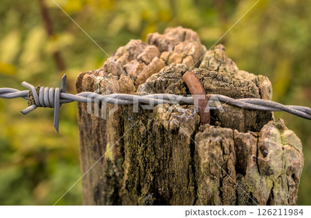 thorn wire in a post of a fence 126211984