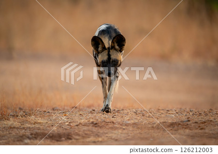 African wild dog trotting over sandy ground African wild dog trotting over sandy ground 126212003