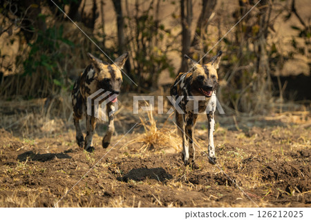 African wild dogs cross clearing towards camera 126212025