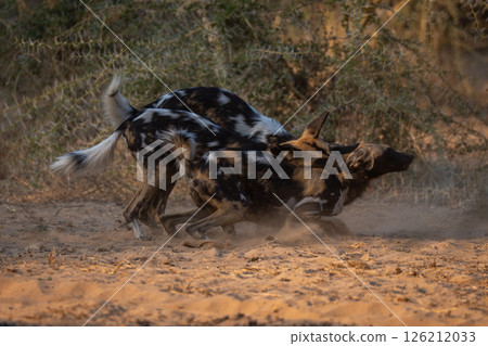 African wild dogs play fight in sand 126212033