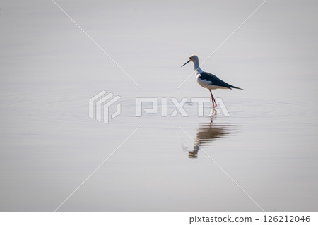 Black-winged stilt wades backlit through shallow river Black-winged stilt wades backlit through shallow river 126212046
