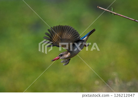 Brown-hooded kingfisher dives away from slim branch 126212047