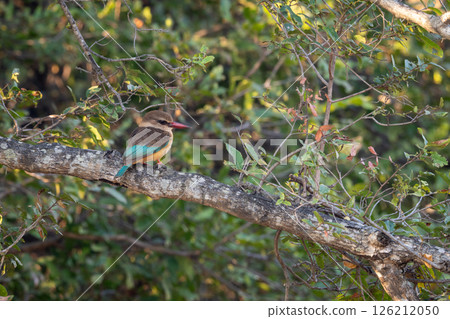 Brown-hooded kingfisher on branch in leafy tree Brown-hooded kingfisher on branch in leafy tree 126212050