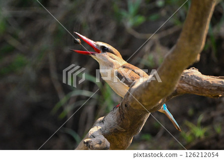 Brown-hooded kingfisher on dead tree tossing prey 126212054