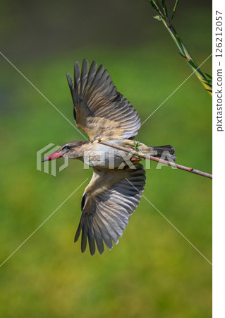 Brown-hooded kingfisher takes off from thin branch Brown-hooded kingfisher takes off from thin branch 126212057