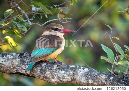 Brown-hooded kingfisher watches camera on leafy branch Brown-hooded kingfisher watches camera on leafy branch 126212060