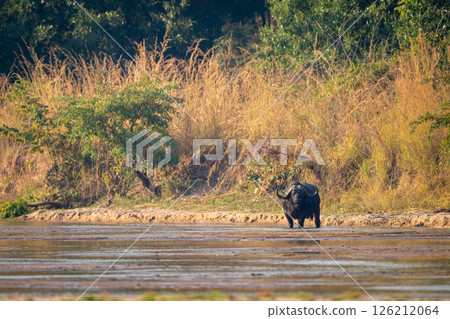 Cape buffalo standing in river near trees 126212064