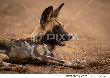 Close-up of African wild dog lying panting 126212073