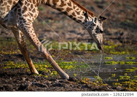 Close-up of Thornicroft giraffe stooping to drink Close-up of Thornicroft giraffe stooping to drink 126212094