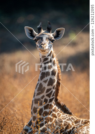 Close-up of young Thornicroft giraffe eyeing camera Close-up of young Thornicroft giraffe eyeing camera 126212095