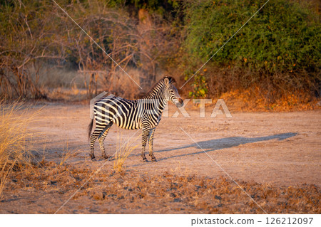Crawshay zebra stands in profile in clearing 126212097