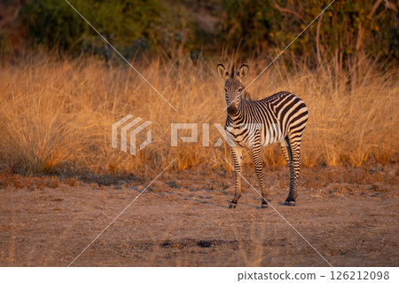 Crawshay zebra stands watching camera in clearing 126212098
