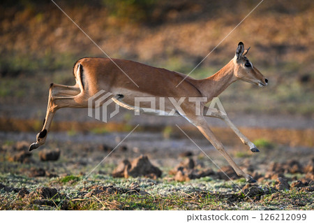Female impala about to land big jump 126212099