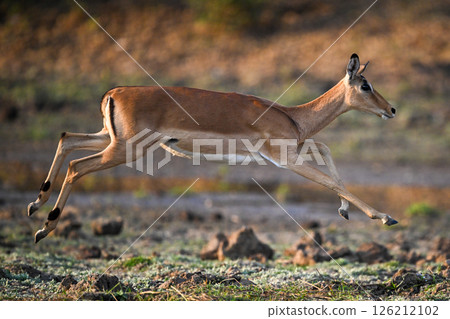 Female impala in mid-air jumping across plain Female impala in mid-air jumping across plain 126212102