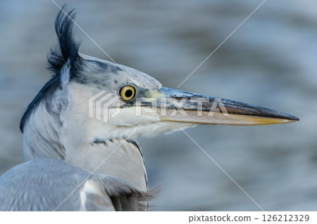 A sharp-eyed grey heron 126212329