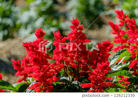 一片鮮紅色鼠尾草花壇 一片鮮紅色鼠尾草花壇 126212330