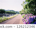 Hydrangeas blooming along the sidewalk photographed with a film camera 126212346