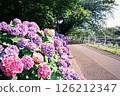 Hydrangeas blooming along the sidewalk photographed with a film camera 126212347