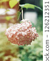 Pink hydrangea photographed with a film camera 126212351