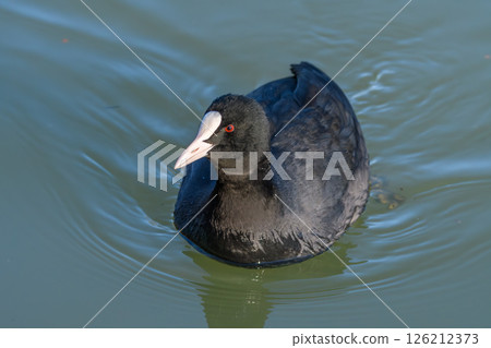 A coot swimming on the water surface 126212373
