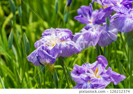Vividly blooming purple irises Vividly blooming purple irises 126212374