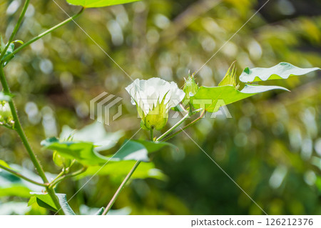 White cotton flowers wrapped in soft light 126212376