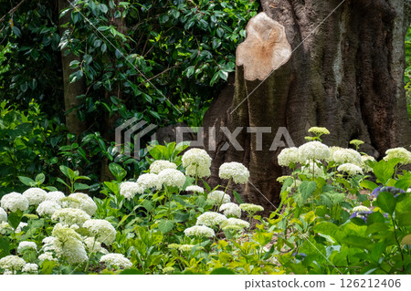 一簇安娜貝爾茉莉花盛開在一棵老樹的底部和初夏的綠葉中 126212406