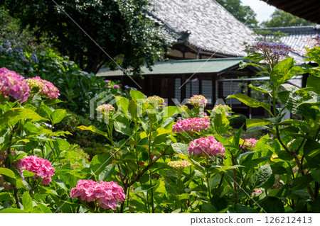 Pink hydrangeas blooming in the garden of a Japanese house and the early summer sunshine Pink hydrangeas blooming in the garden of a Japanese house and the early summer sunshine 126212413