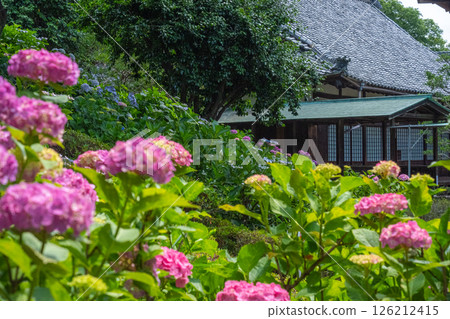 Early summer hydrangeas and lush gardens decorate traditional Japanese architecture Early summer hydrangeas and lush gardens decorate traditional Japanese architecture 126212415