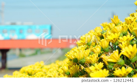 Spring yellow flowers Spring yellow flowers 126212441