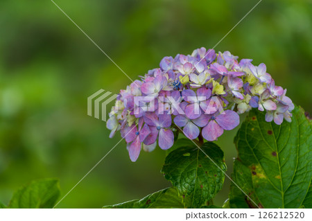 初夏綠意盎然，繡球花增添色彩 126212520